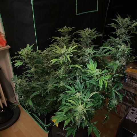 Vision Caramello Auto Light Biotabs  growlog timeline photo