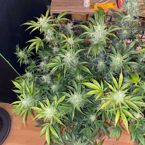 Vision Caramello Auto Light Biotabs  growlog timeline photo