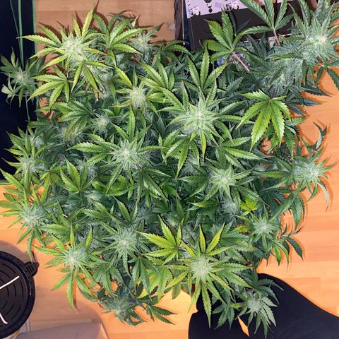 Vision Caramello Auto Light Biotabs  growlog timeline photo