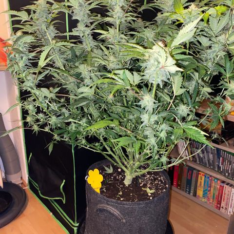 Vision Caramello Auto Light Biotabs  growlog timeline photo