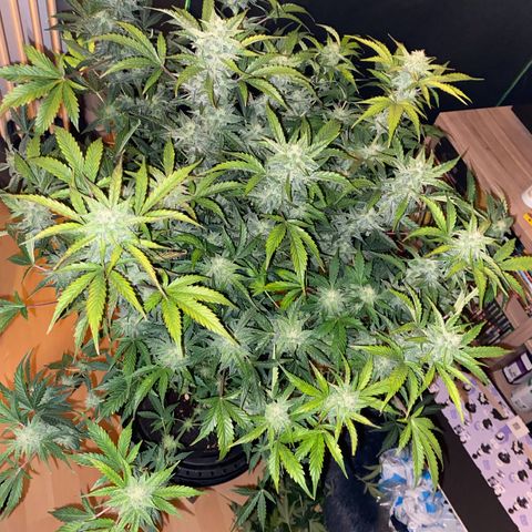 Vision Caramello Auto Light Biotabs  growlog timeline photo