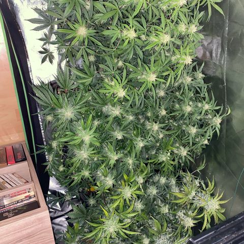 Vision Caramello Auto Light Biotabs  growlog timeline photo