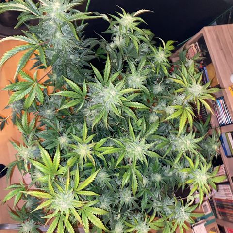 Vision Caramello Auto Light Biotabs  growlog timeline photo