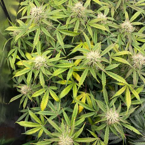Vision Caramello Auto Light Biotabs  growlog timeline photo