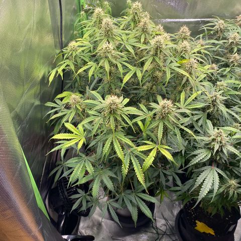 Vision Caramello Auto Light Biotabs  growlog timeline photo