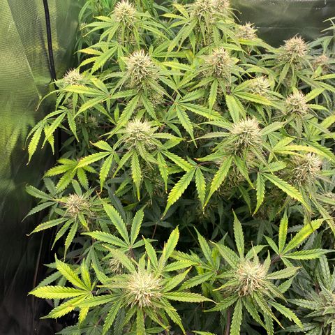 Vision Caramello Auto Light Biotabs  growlog timeline photo