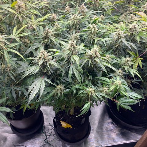 Sherbet Queen Automatic all TA growlog timeline photo