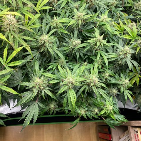 Sherbet Queen Automatic all TA growlog timeline photo