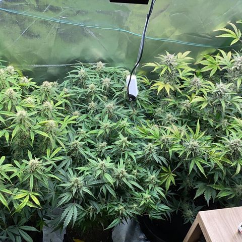Vision Caramello Auto Light Biotabs  growlog timeline photo