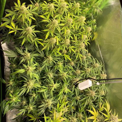 Vision Caramello Auto Light Biotabs  growlog timeline photo
