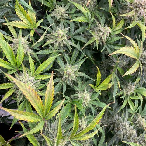 Vision Caramello Auto Light Biotabs  growlog timeline photo