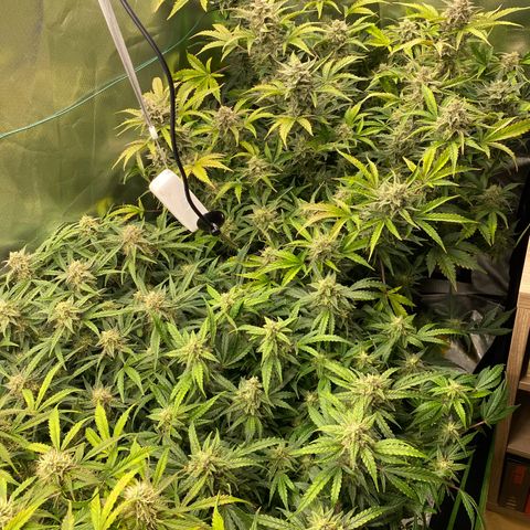 Vision Caramello Auto Light Biotabs  growlog timeline photo