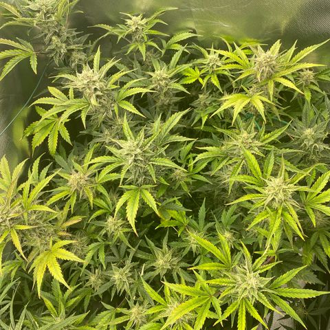 Vision Caramello Auto Light Biotabs  growlog timeline photo