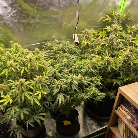Vision Caramello Auto Light Biotabs  growlog timeline photo