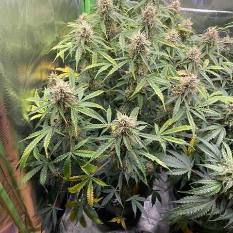 Vision Caramello Auto Light Biotabs  growlog timeline photo