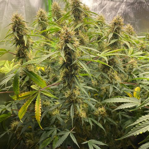 Vision Caramello Auto Light Biotabs  growlog timeline photo