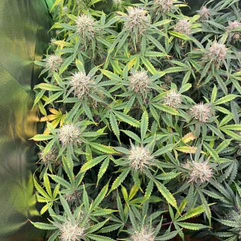 Vision Caramello Auto Light Biotabs  growlog timeline photo