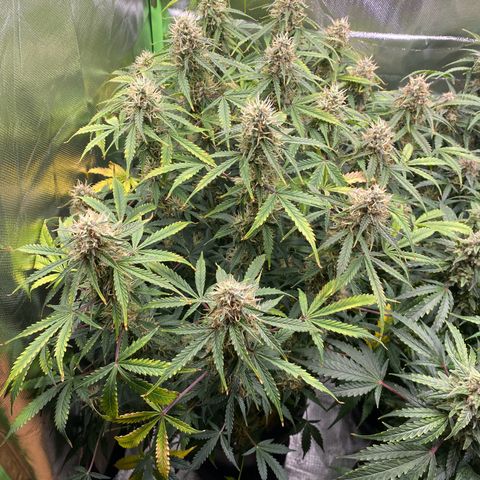 Vision Caramello Auto Light Biotabs  growlog timeline photo