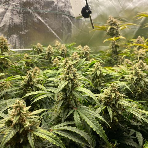 Sherbet Queen Automatic all TA growlog timeline photo