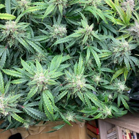 Sherbet Queen Automatic all TA growlog timeline photo