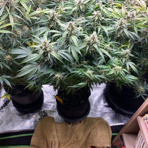 Sherbet Queen Automatic all TA growlog timeline photo