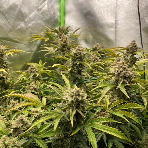 Vision Caramello Auto Light Biotabs  growlog timeline photo
