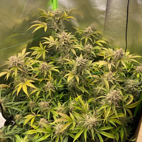Vision Caramello Auto Light Biotabs  growlog timeline photo
