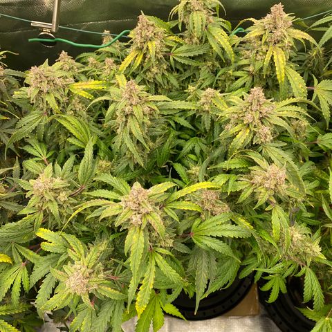 Sherbet Queen Automatic all TA growlog timeline photo