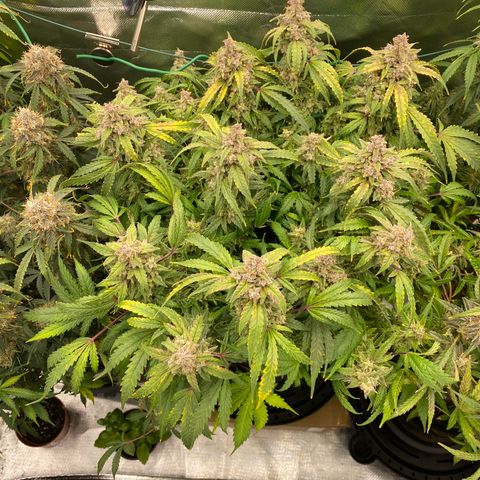 Sherbet Queen Automatic all TA growlog timeline photo