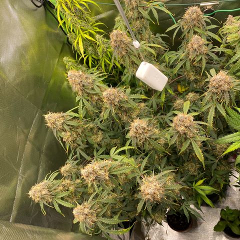 Vision Caramello Auto Light Biotabs  growlog timeline photo