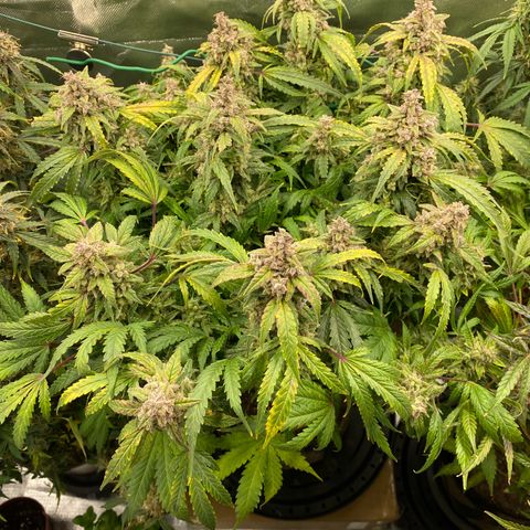 Sherbet Queen Automatic all TA growlog timeline photo