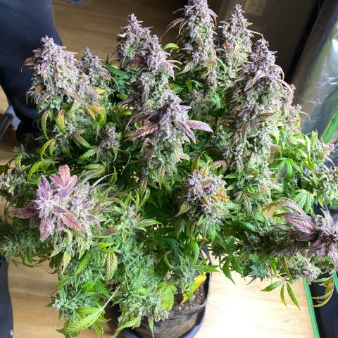 Sherbet Queen Automatic all TA growlog timeline photo