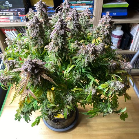 Sherbet Queen Automatic all TA growlog timeline photo