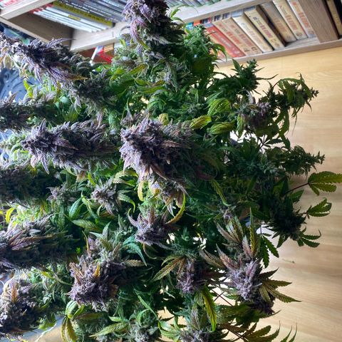 Sherbet Queen Automatic all TA growlog timeline photo