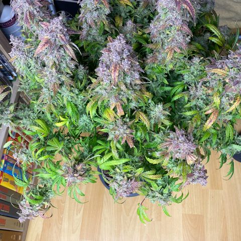Sherbet Queen Automatic all TA growlog timeline photo