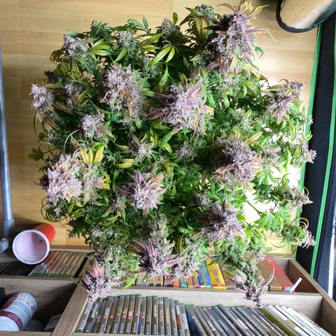 Sherbet Queen Automatic all TA growlog timeline photo