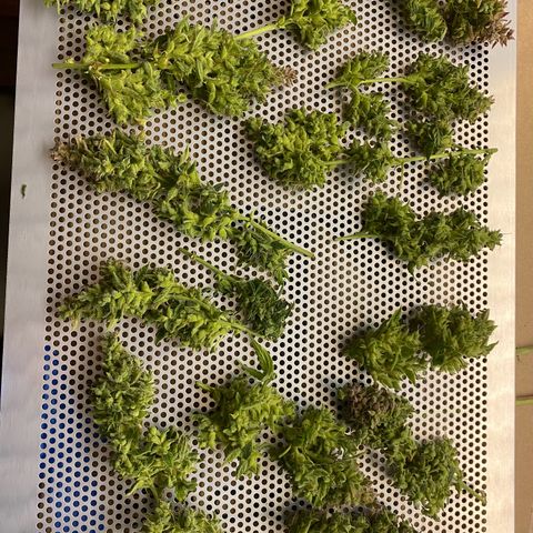 Sherbet Queen Automatic all TA growlog timeline photo
