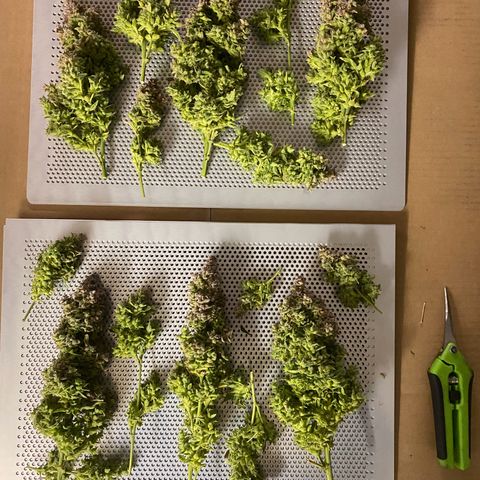Sherbet Queen Automatic all TA growlog timeline photo