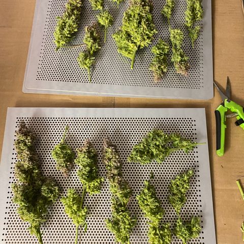 Sherbet Queen Automatic all TA growlog timeline photo