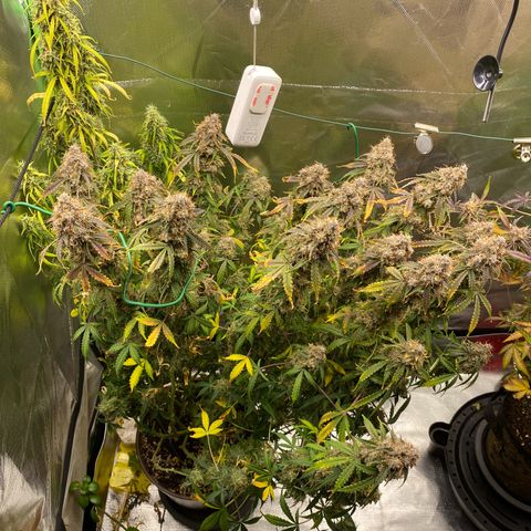 Vision Caramello Auto Light Biotabs  growlog timeline photo