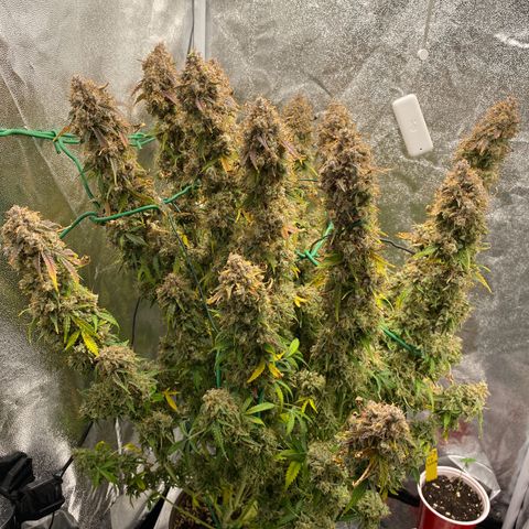 Vision Caramello Auto Light Biotabs  growlog timeline photo