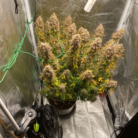 Vision Caramello Auto Light Biotabs  growlog timeline photo