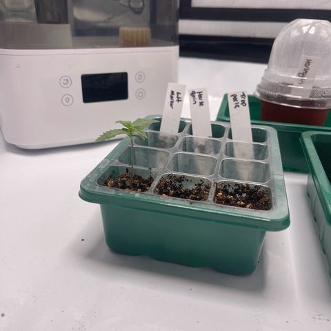 Lit Marker growlog photo: Roots have outgrown seedling tray, moved into final home 5gal pot.  Transplant 100% successful.