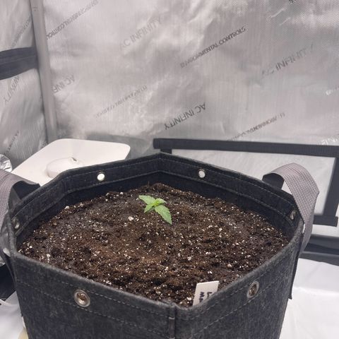 Lit Marker growlog photo: Roots have outgrown seedling tray, moved into final home 5gal pot.  Transplant 100% successful.