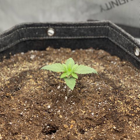 Lit Marker growlog photo: Doing great!