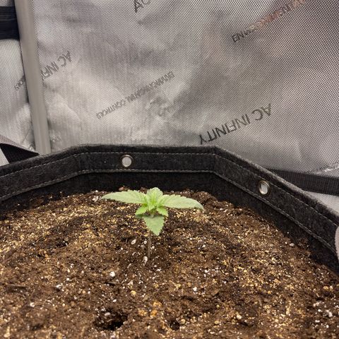 Lit Marker growlog photo: Doing great!