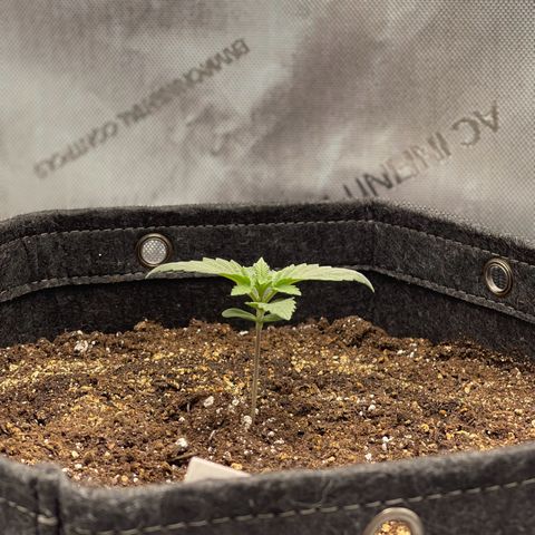 Lit Marker growlog photo: Doing great!