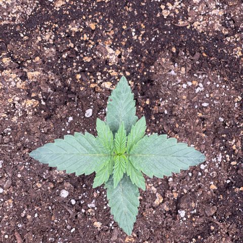 Lit Marker growlog photo: Doing great!