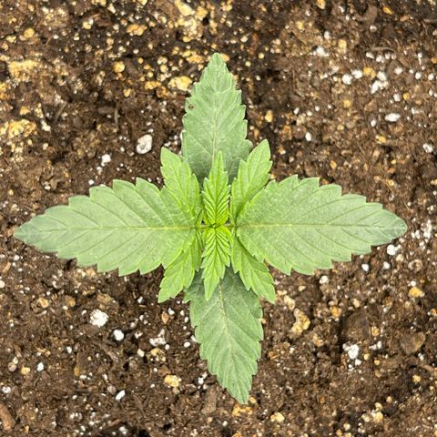 Lit Marker growlog photo: Doing great!