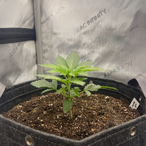 Lit Marker growlog timeline photo